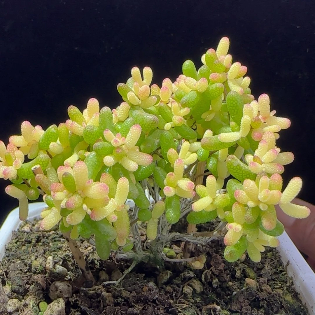 dy136糖球黄锦飞机猪直杆