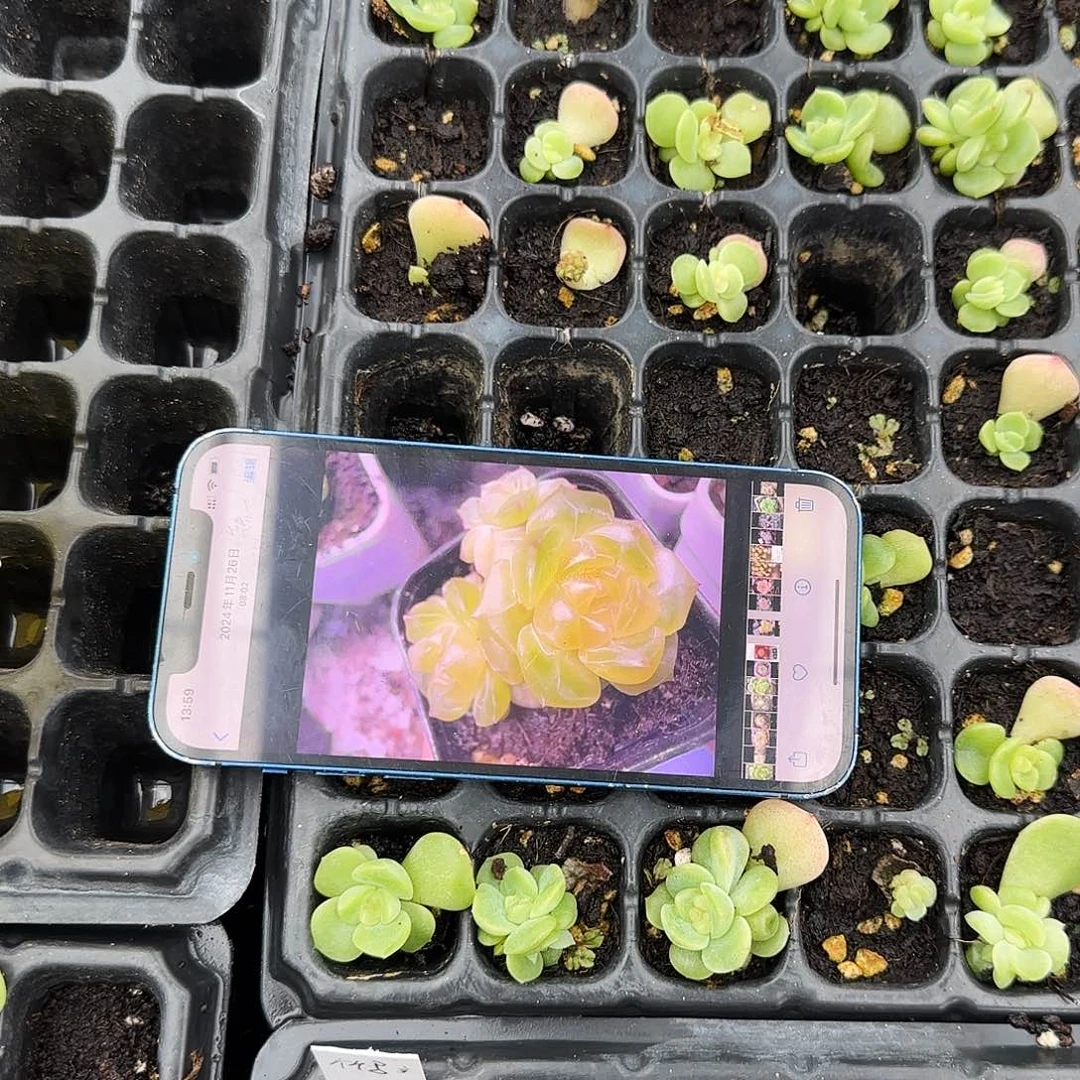 谪仙中苗穴一个满25包邮