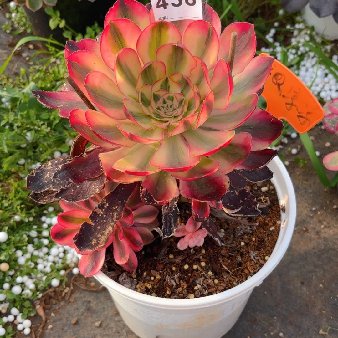 月*123  438多肉法师