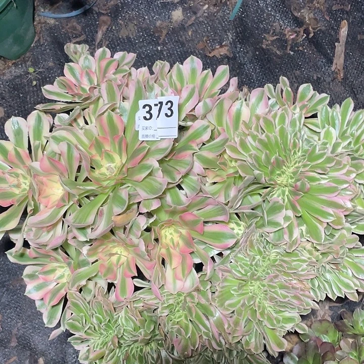 373女巫法师缀化3-4