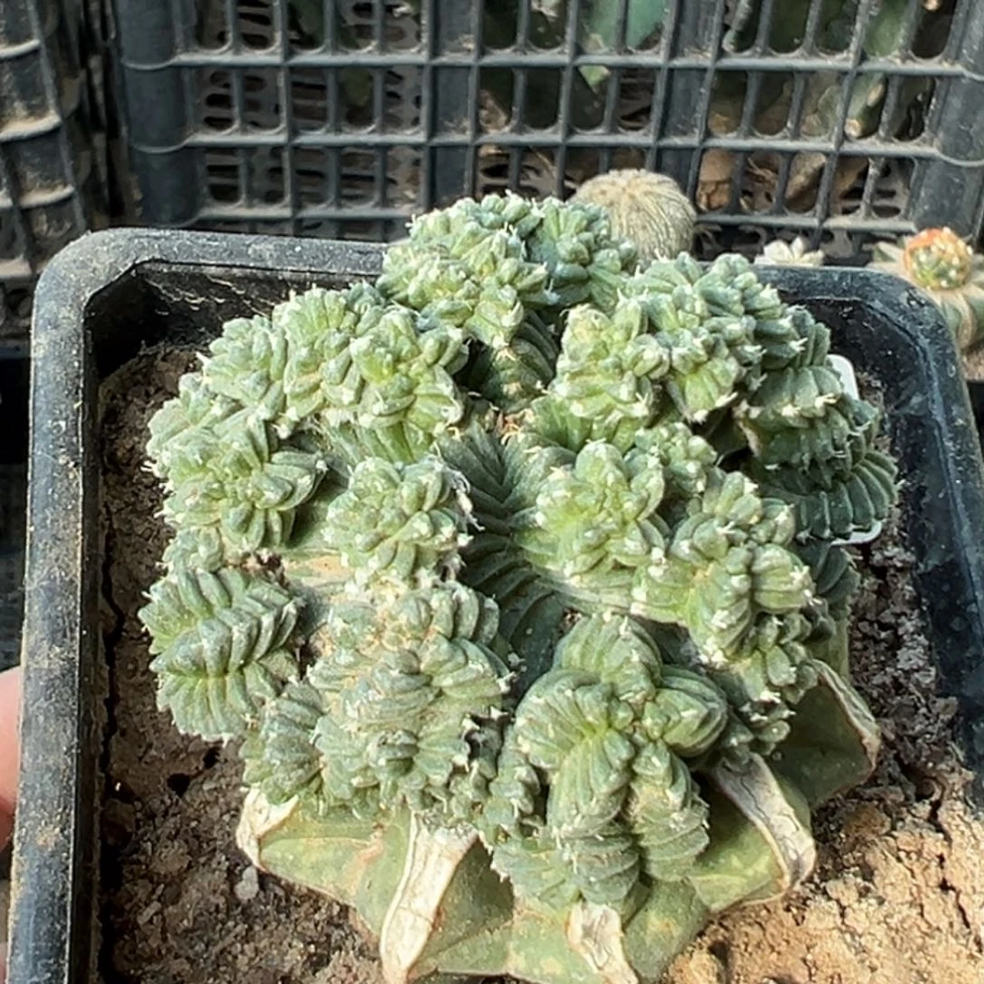 无花朵福利五星花笼群113