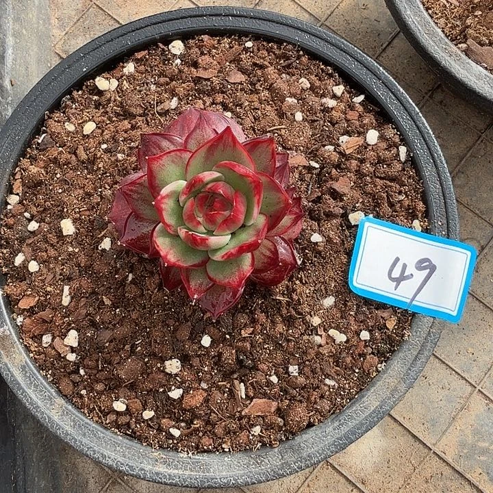 曾***节49----------------+