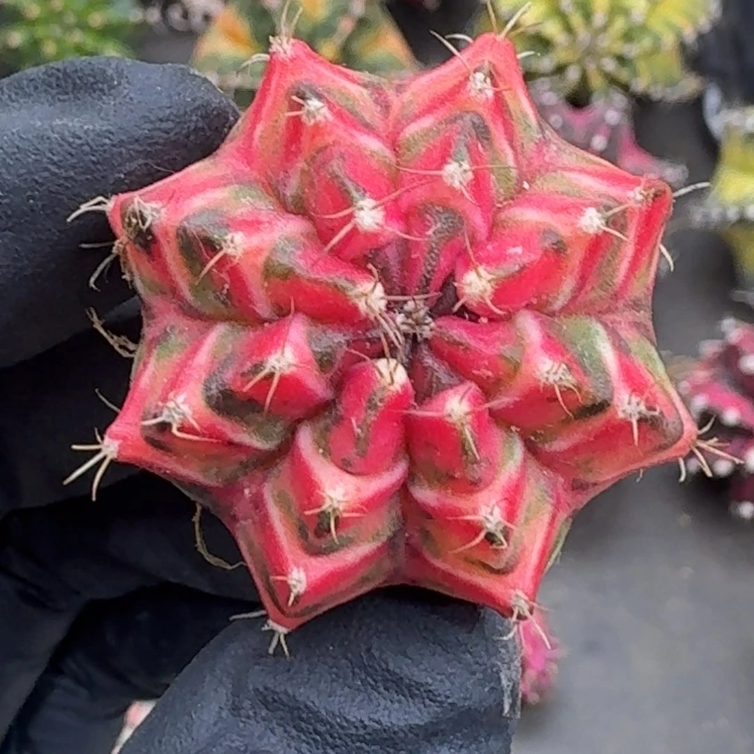 泰球侧芽米哈锦10号
