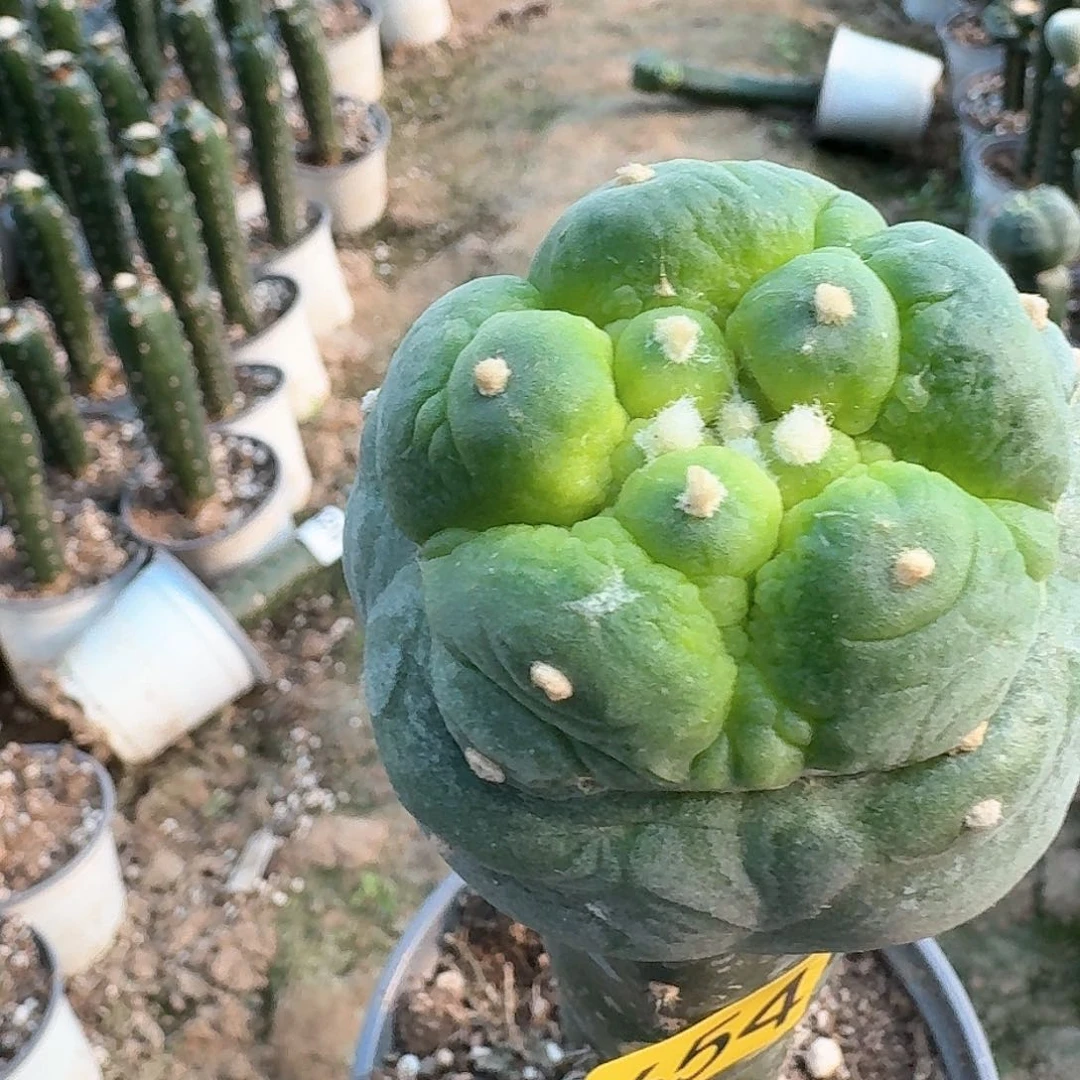 【闪购商品】无花朵锋*大尤鲜654