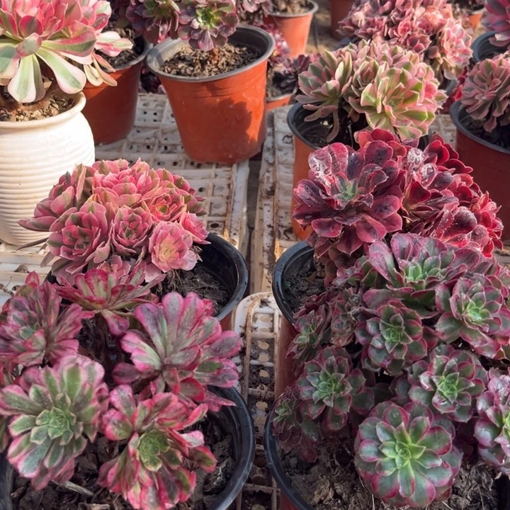 小美杜莎小粉女巫小安娜小红彤白