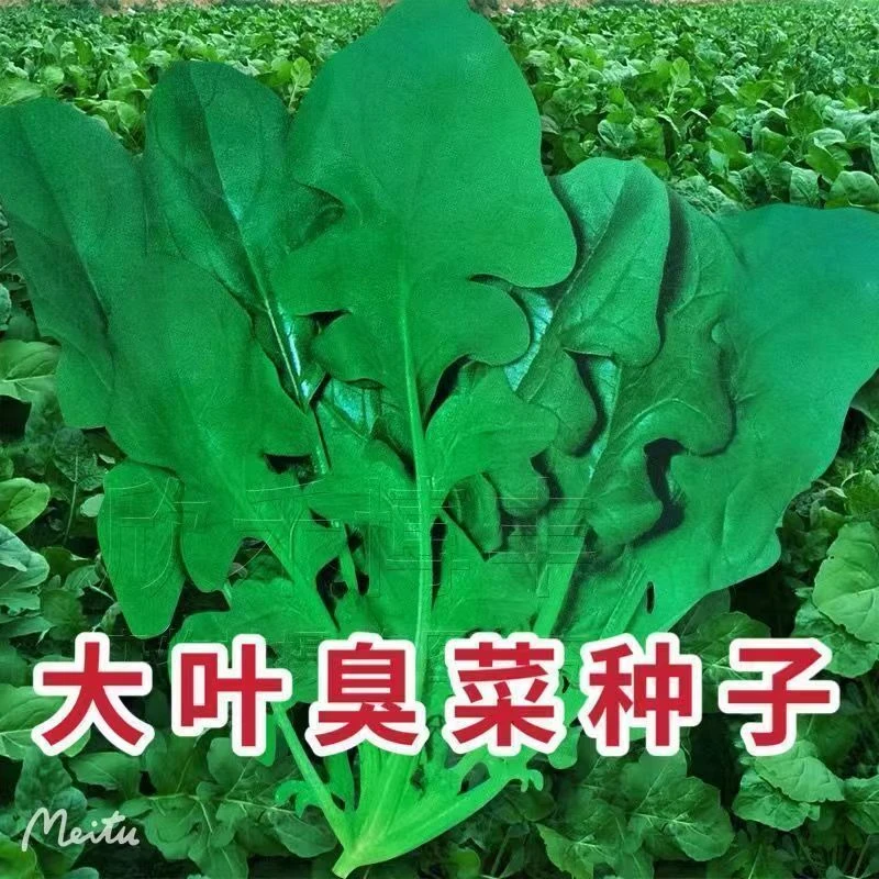 【大叶臭菜】四季种植盆栽地栽阳台小院种植