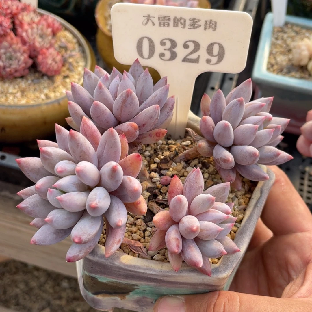 0329所罗门不带盆12厘米