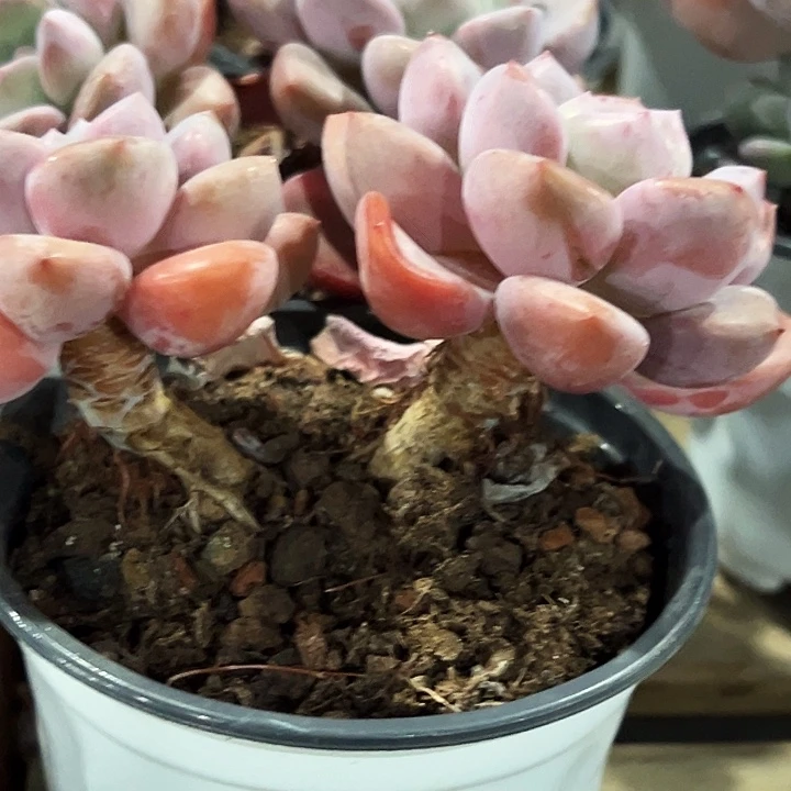 双头        老桩    白露