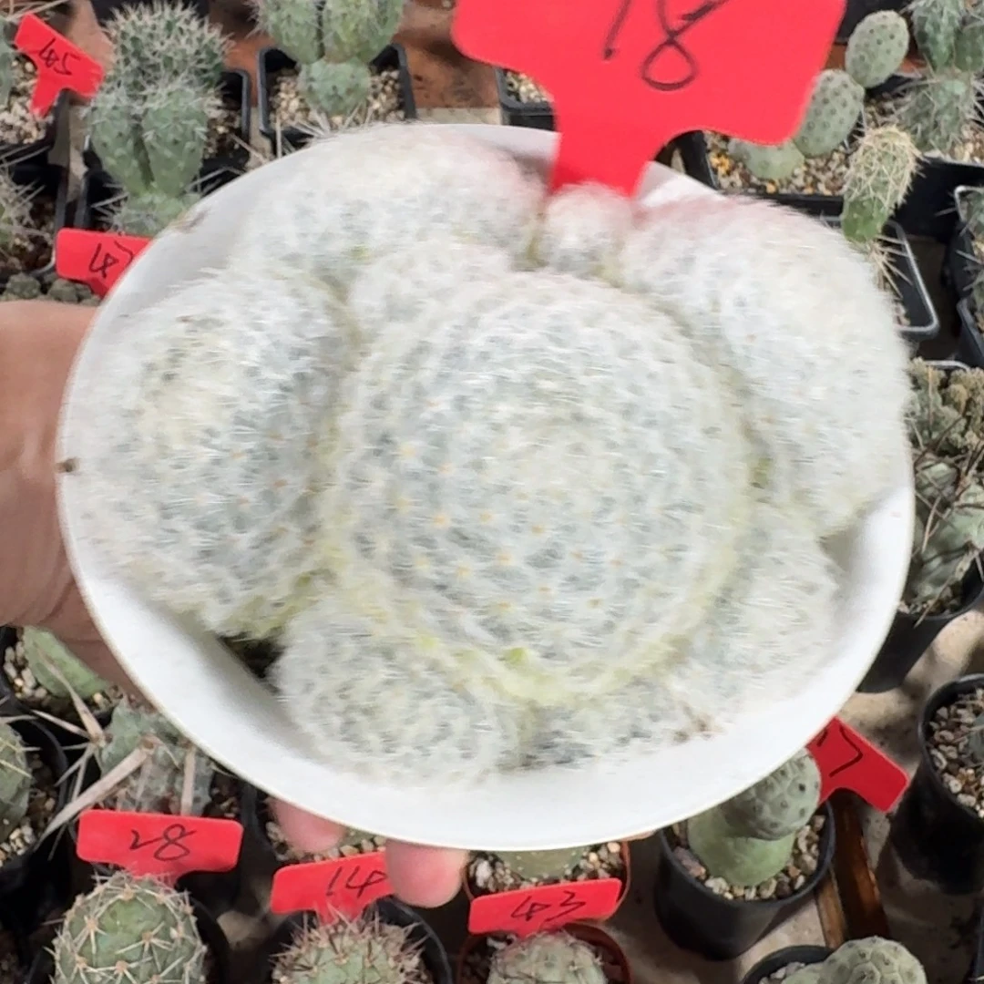 18号白星粉花萝卜根（脱土发货）