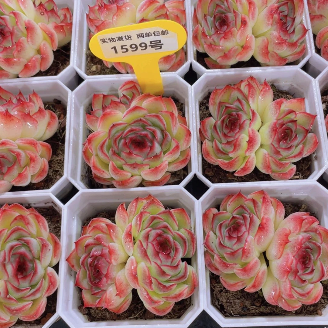 1599号 睫毛糖心勾魂仙子一颗