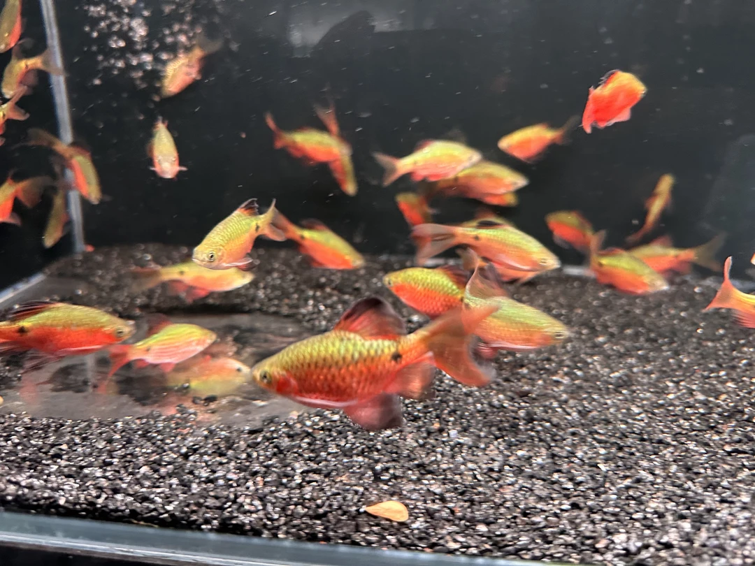 大帆玫瑰鲫冷水鱼原生鱼无需加温 溪流缸造景鱼小型观赏鱼活体