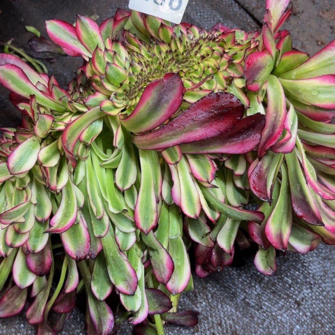 请****叔280多肉植物美肌缀