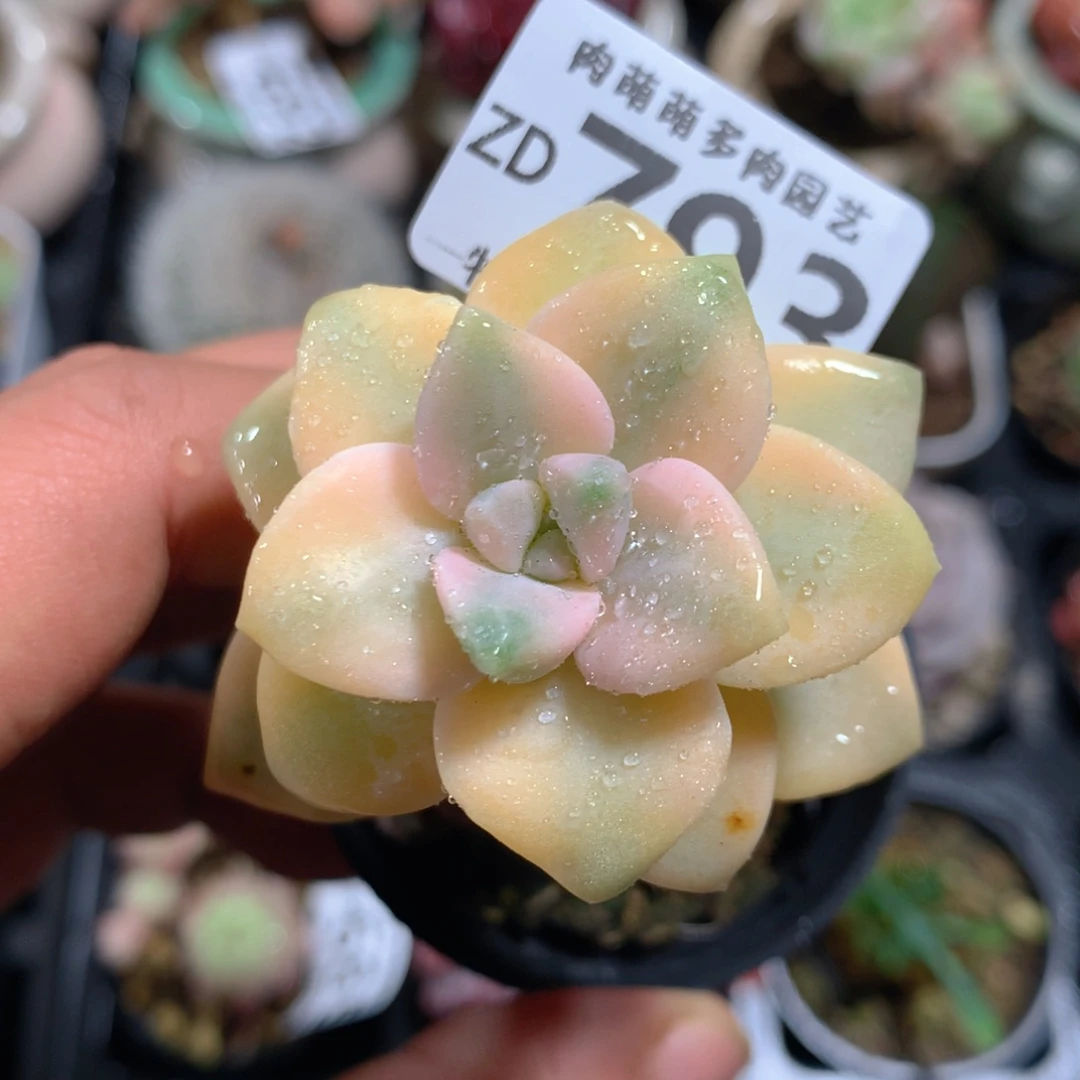 5CM拇指盆精控多肉ZD793