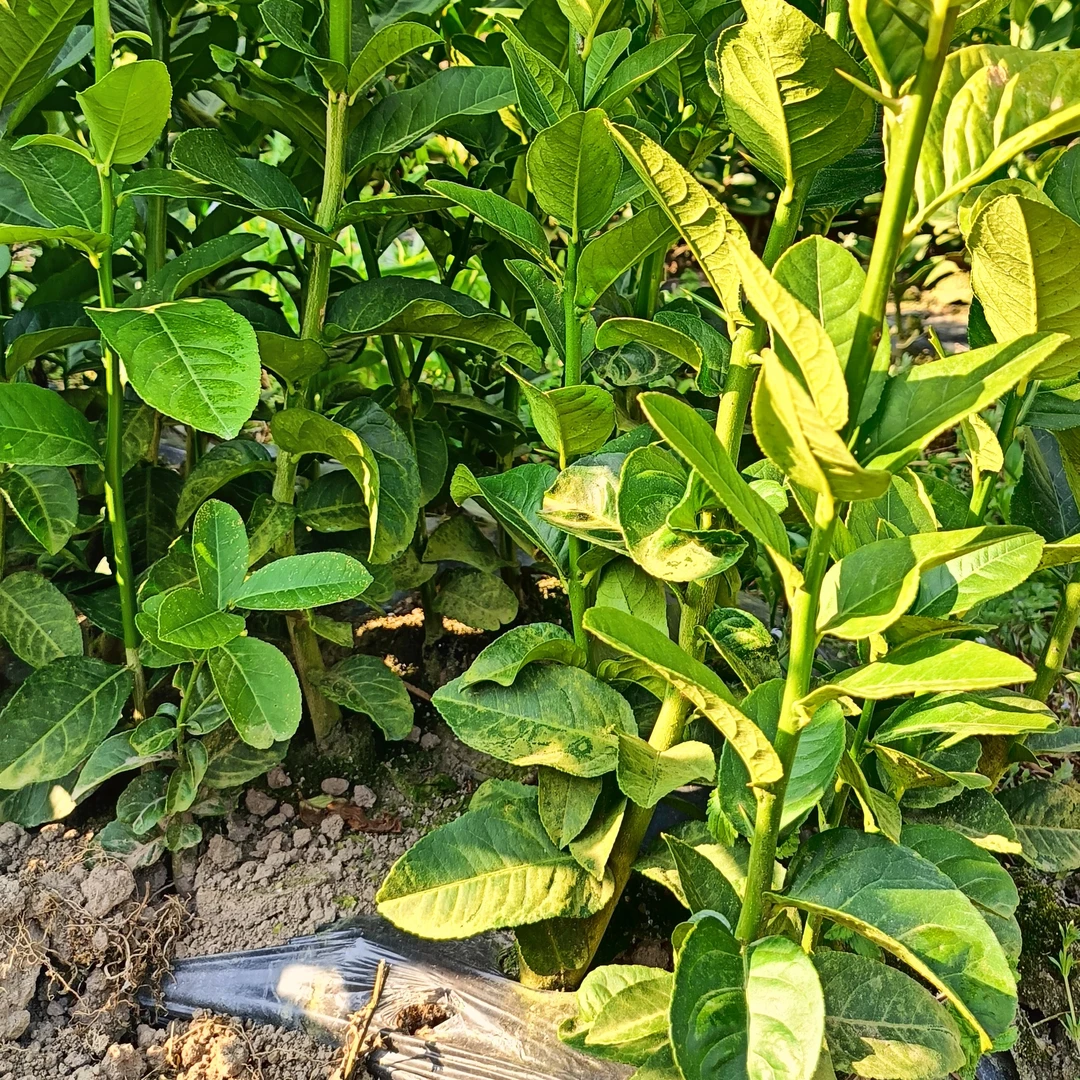 云南脆皮水果香橼桃金娘苗盆栽室内外阳台庭院好养观赏水果花卉