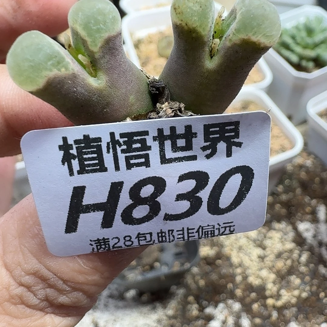 多肉植物的润泽gbn