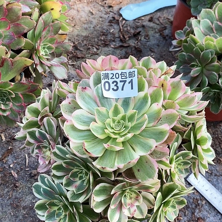 0371 一颗海王法师