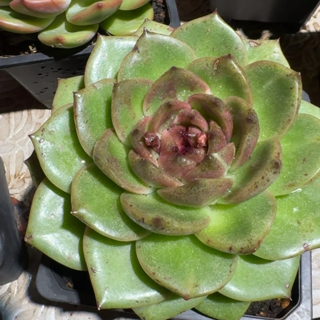 紫红仙子多肉（38包邮偏远地区128包邮