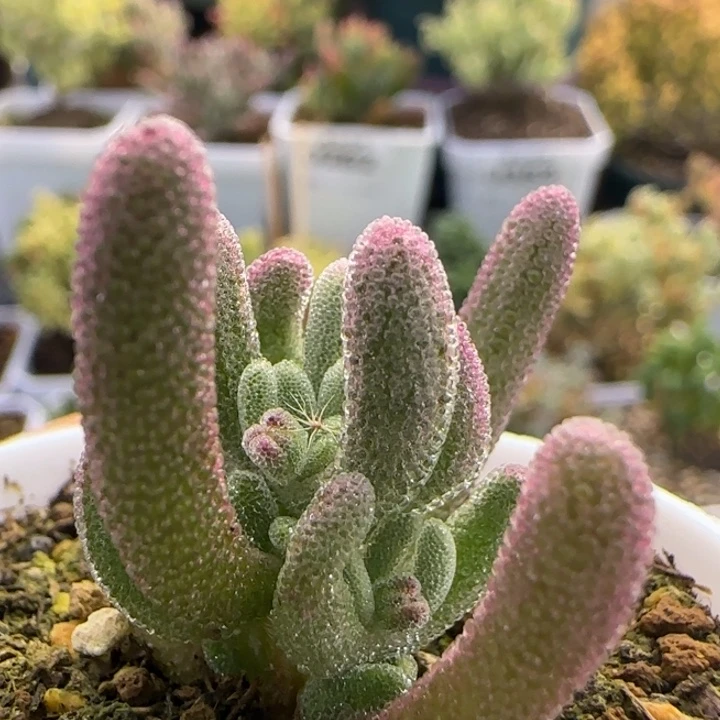 376-带绿头带拉丝超紫