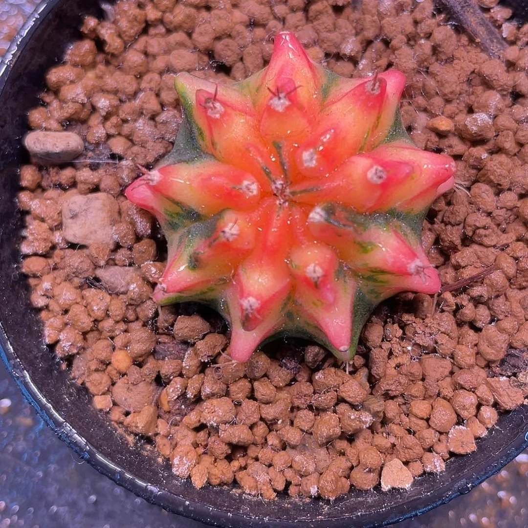 1-278米哈锦3.8厘米