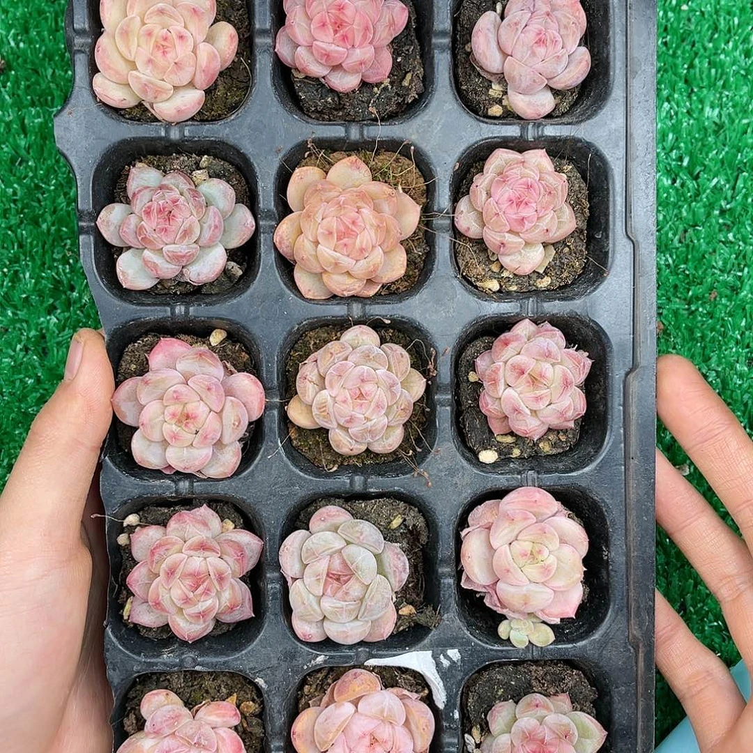 多肉一物一拍21-13