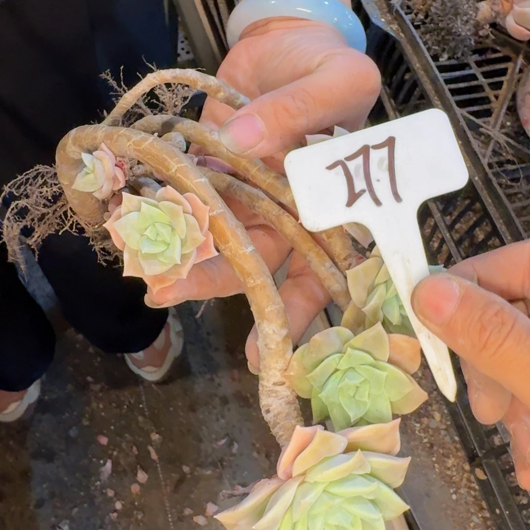 婷***了多肉植物的生长发育和