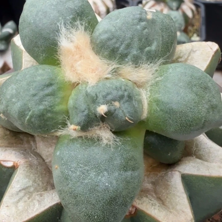 用***7无花朵福利苗接蛋尤047