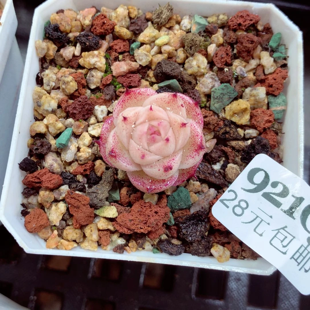 5厘米盆精控多肉921