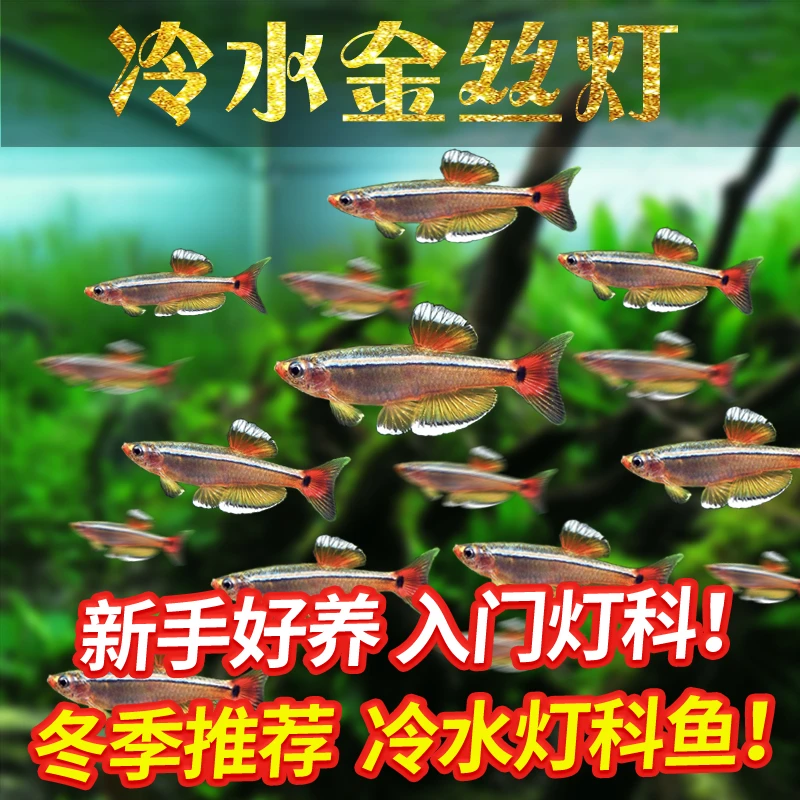 冷水鱼观赏鱼白云金丝灯鱼人工繁殖新手耐活好养小型鱼原生鱼耐寒
