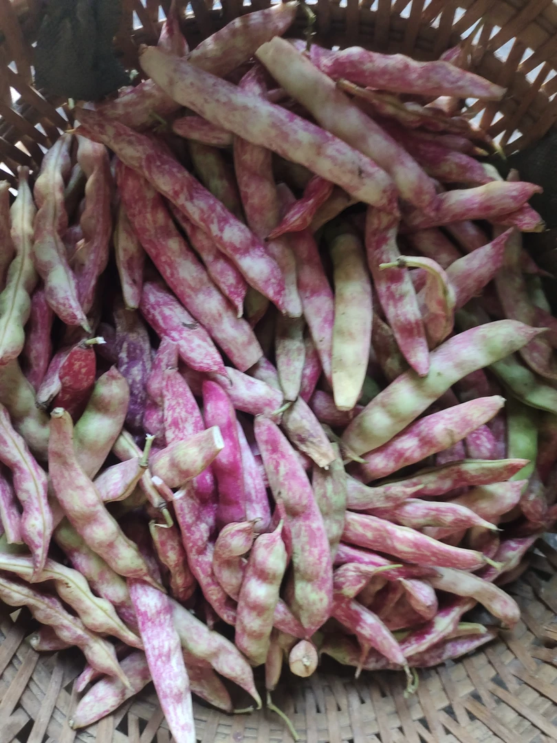 重庆农家菜本地花豆适合吃豆豆【现摘现发】