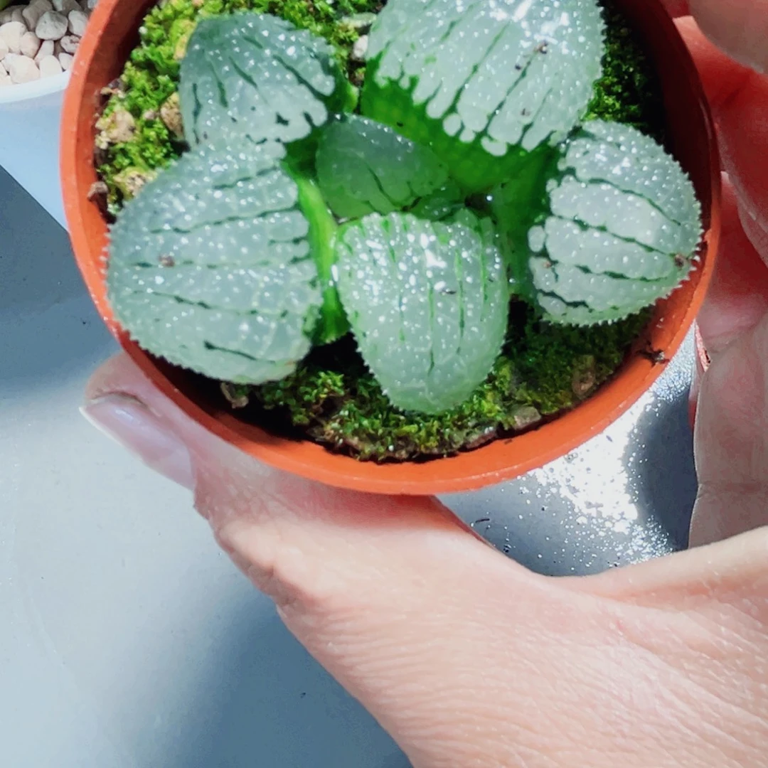 天空之镜多肉植物666