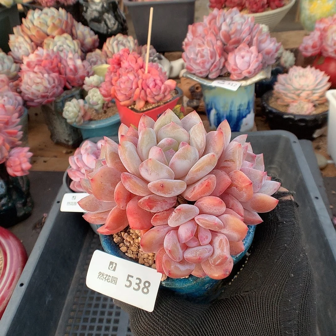 538雪天使多肉植物6666