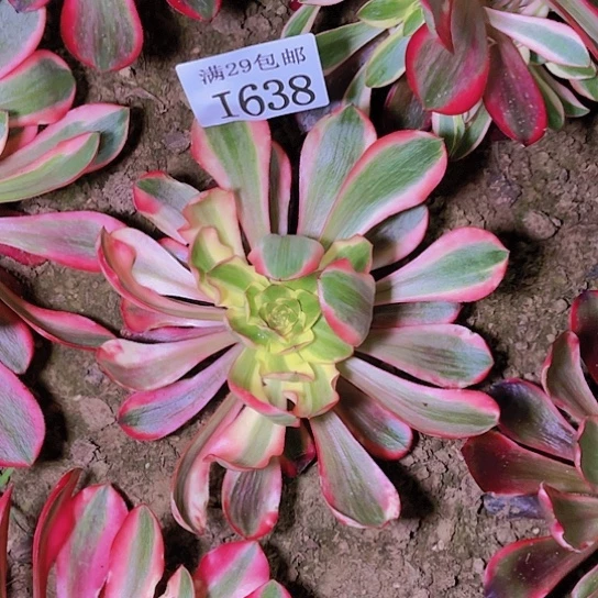 638红魔女多肉植物