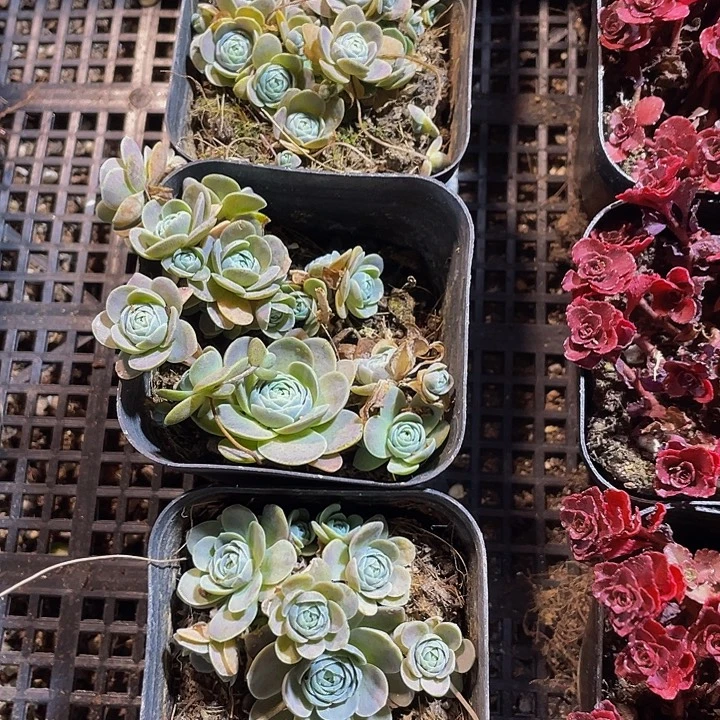 子持莲花带盆土发