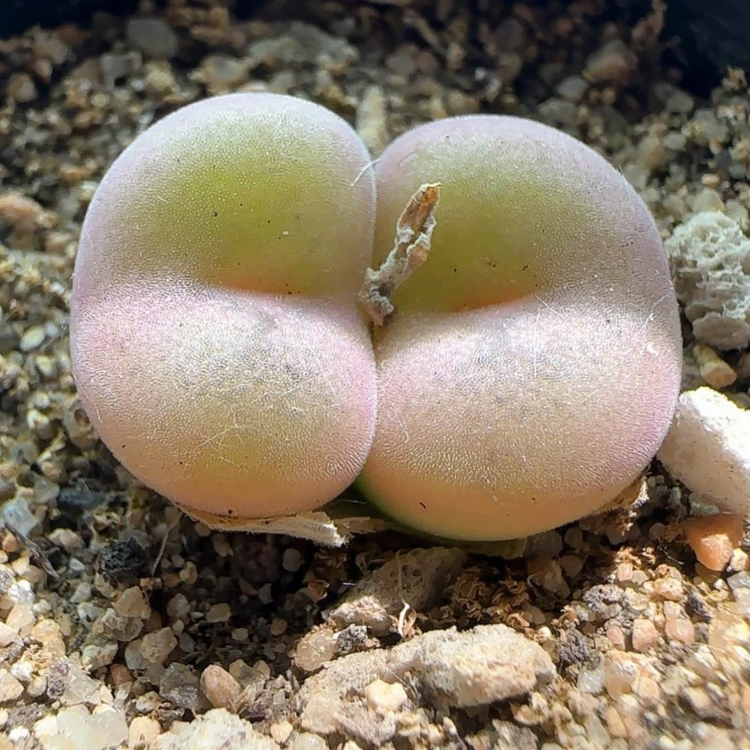 空卡。        45202