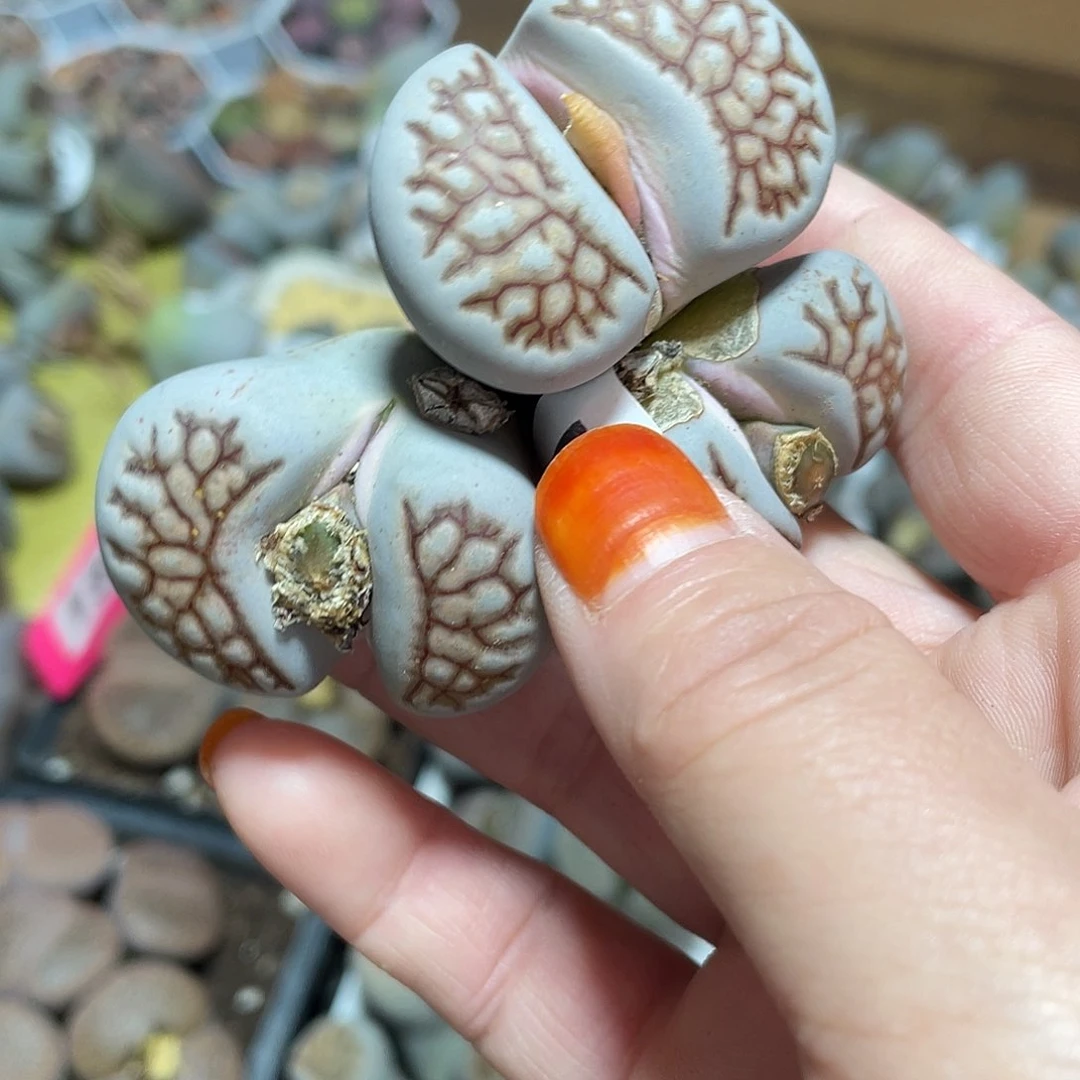 生石花一颗27500