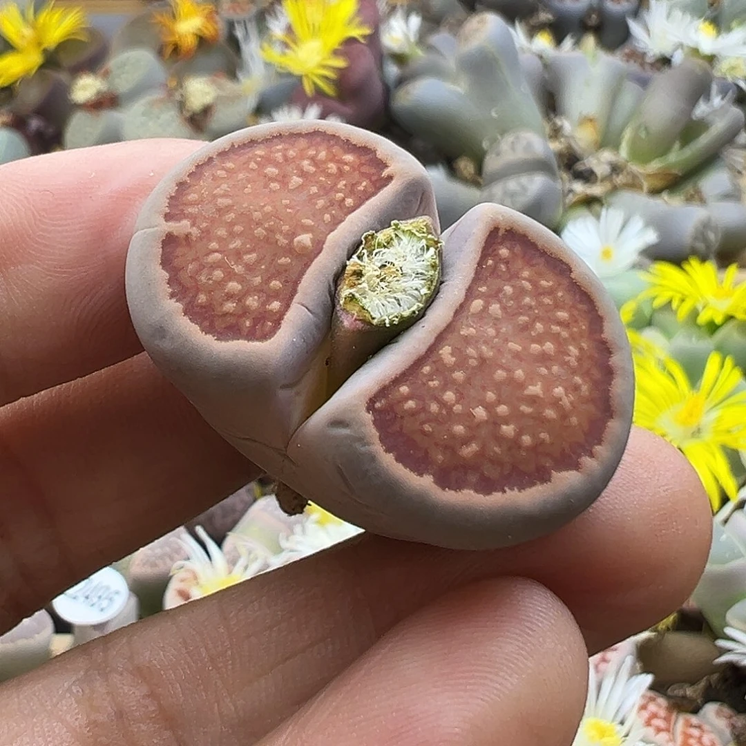 2521 生石花清货价格不作参考