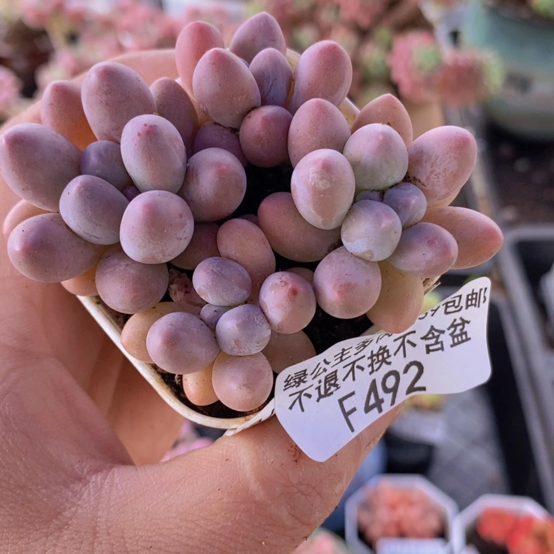 粉红泡泡4棵492多肉