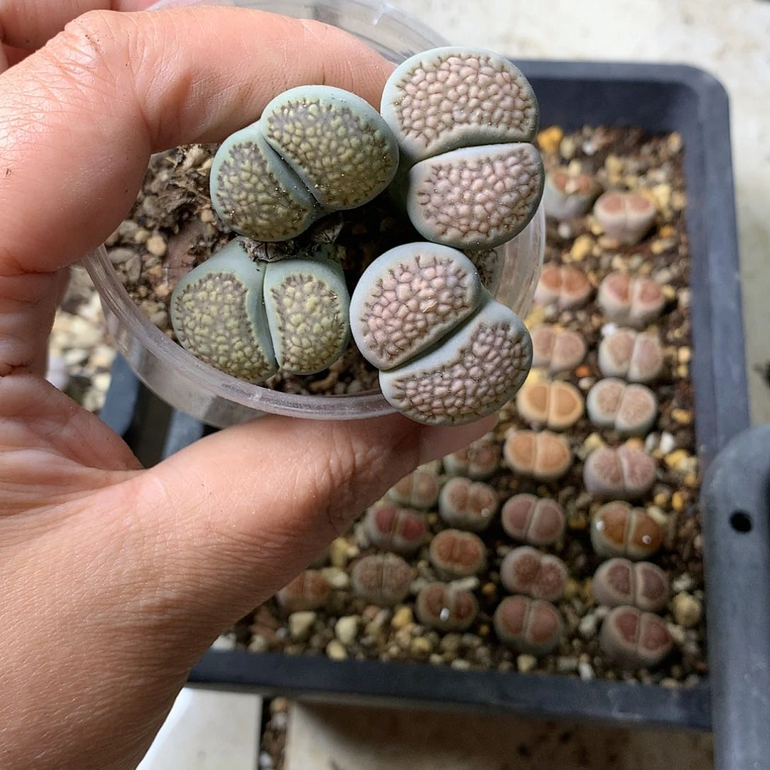 Y125多肉植物保护研究所