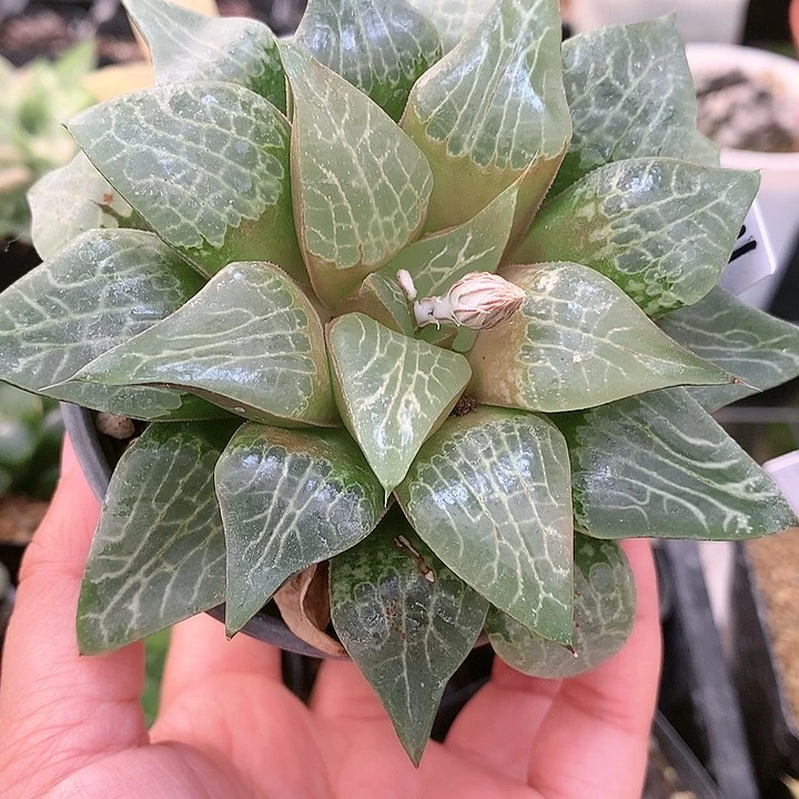 川东特网康平一物一拍