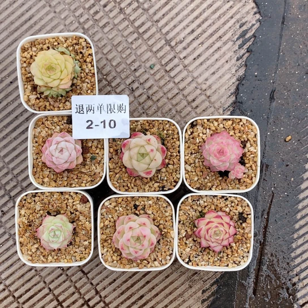 咪***堡2-10多肉多肉多肉多肉多肉