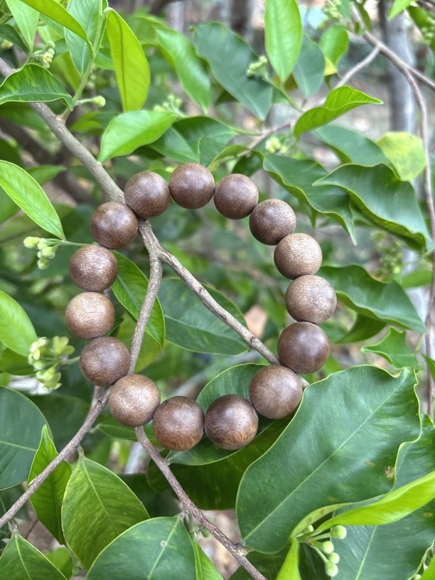 菩萨棋收藏级15圆珠单圈陈年老料多样性发一