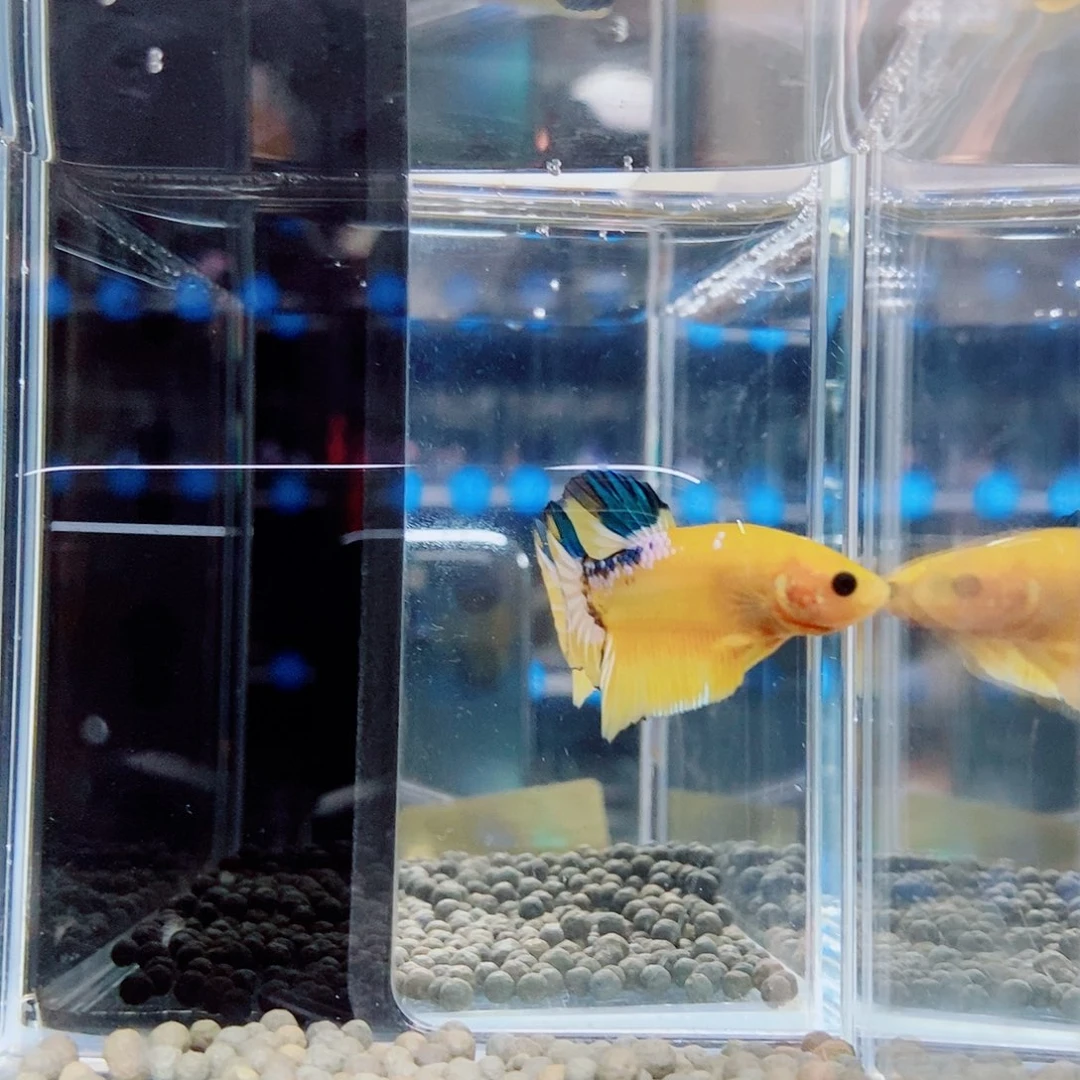 斗鱼黑238号a a a a