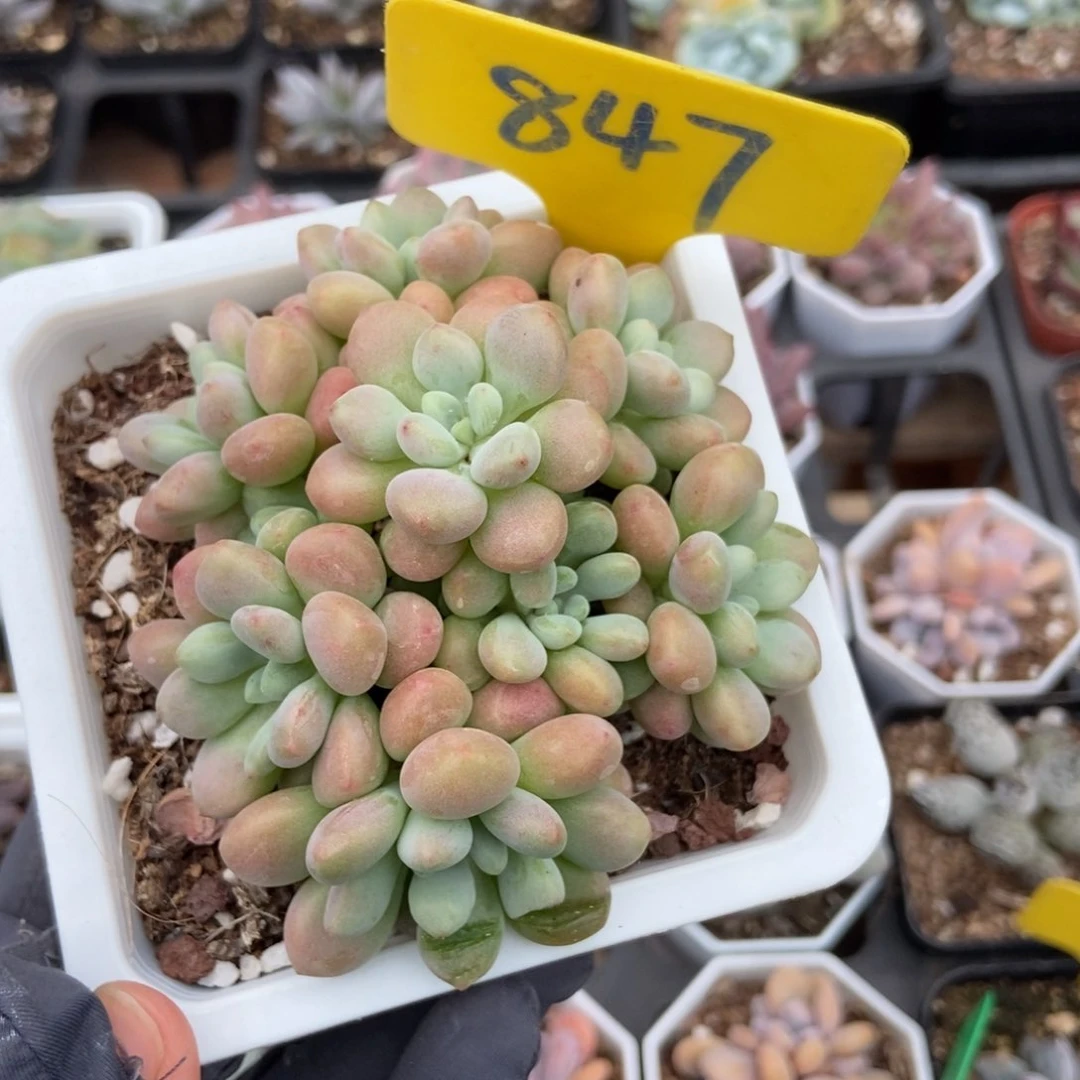 847洛可可多肉植物保护