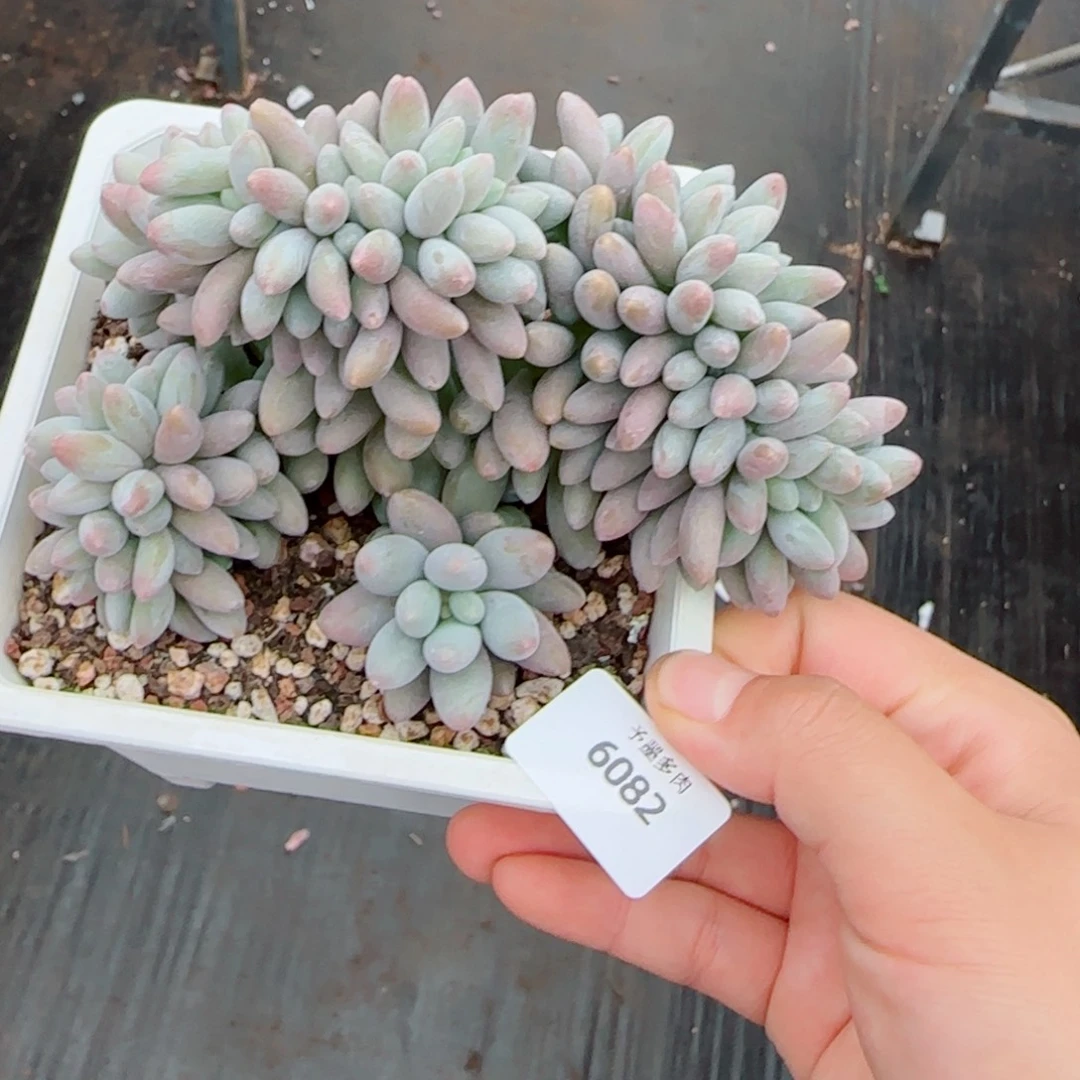 汤圆缀化，6082多肉植物