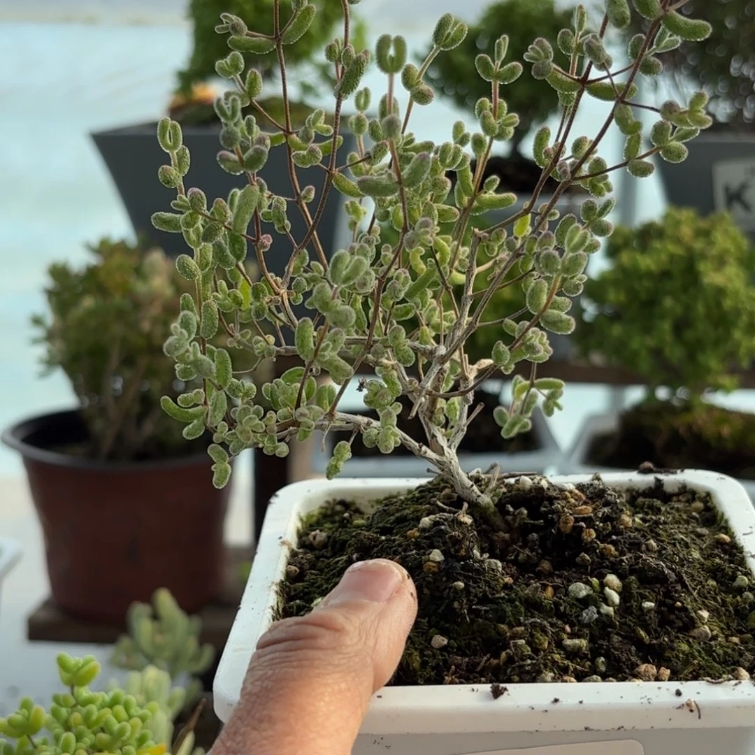 774大白虎斑锦枝干福利