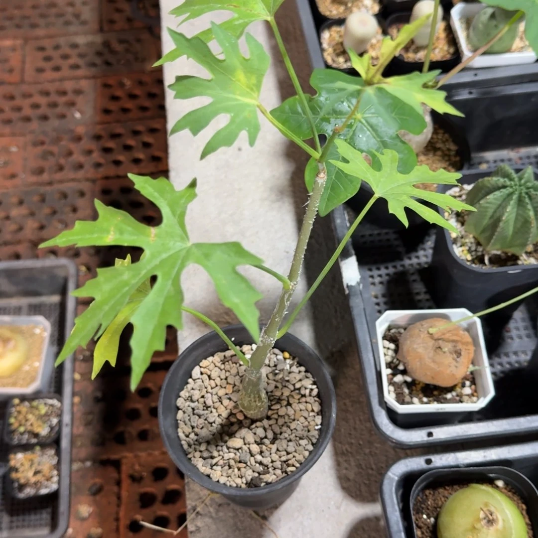用***3枫叶苦瓜556仙人掌