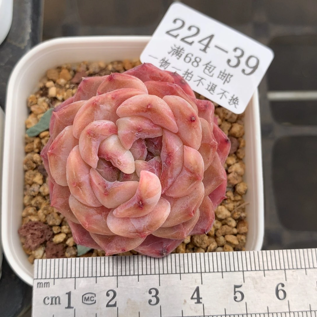 39。双心冰糖雪梨。