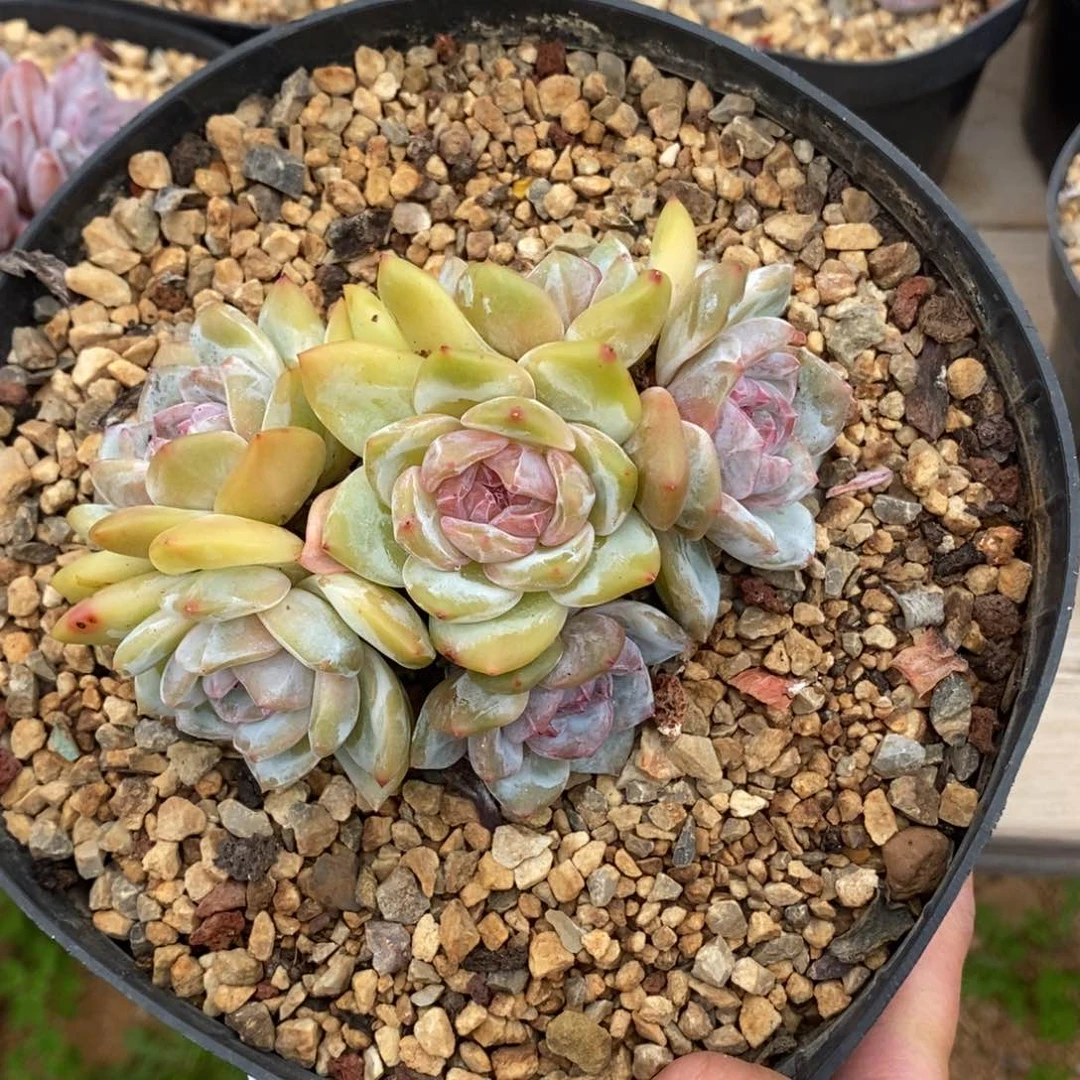 六头黄底紫心脸朝上