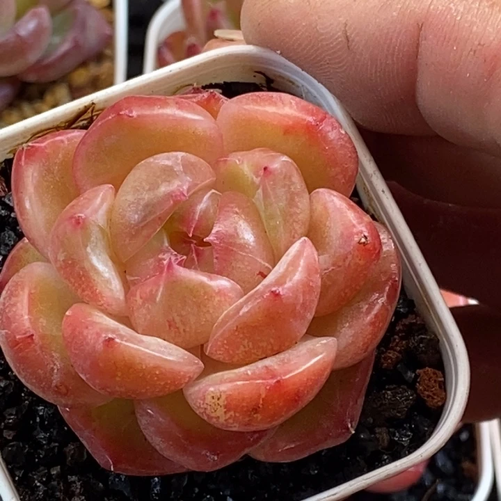 天官赐福百无禁忌