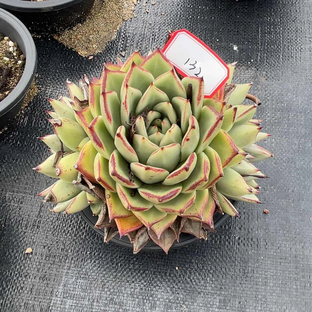 若如东云组拍132